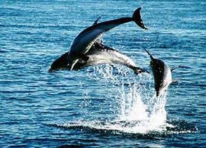 Polperro Dolphin Swims - Accommodation Nelson Bay