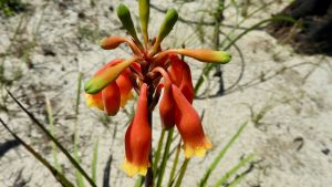 Australian flora past present and future - Accommodation Nelson Bay