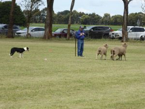 Dean Sheepdog Trials - Old Sniff Classic - Accommodation Nelson Bay