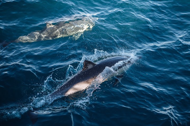 Sydney Whale-Watching Cruise - Accommodation Nelson Bay